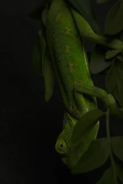 Camelion em uma suculenta foto de estúdio — Fotografia de Stock