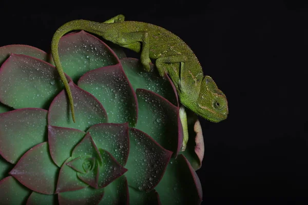 Chamelion en una suculenta foto de estudio —  Fotos de Stock