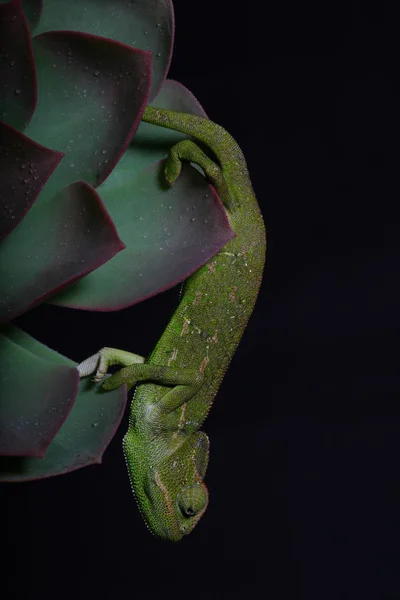 Chamelion op de foto van een sappige studio — Stockfoto