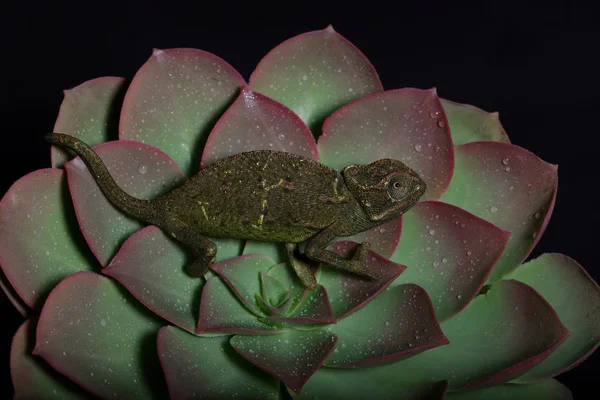 Chamelion en una suculenta foto de estudio —  Fotos de Stock