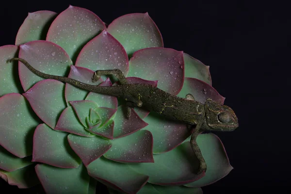 Chamelion en una suculenta foto de estudio —  Fotos de Stock