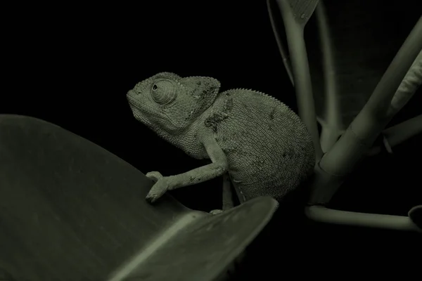 Chamelion en una suculenta foto de estudio —  Fotos de Stock