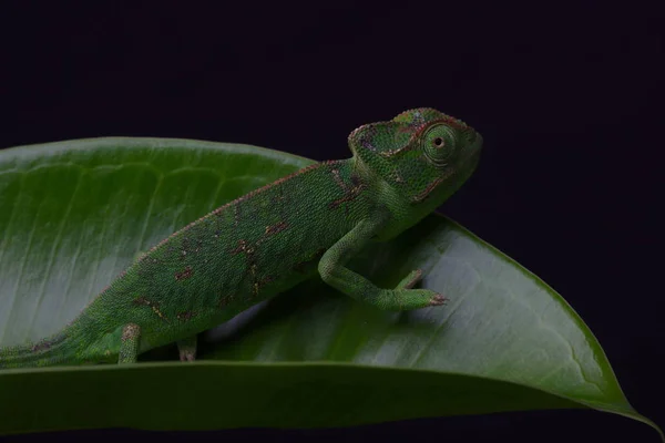 Chamelion na sukulentní studiové fotografie — Stock fotografie