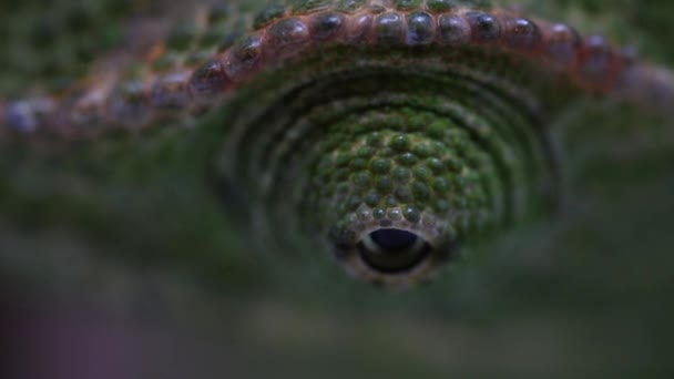 Chameleon tittar runt, förstorade makro bilder — Stockvideo