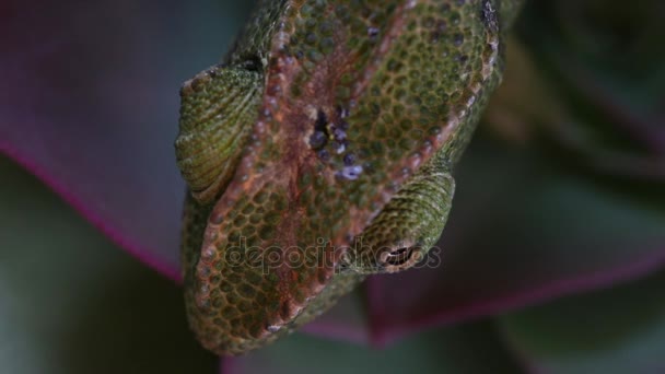 Camaleón mirando a su alrededor, metraje macro magnificado — Vídeo de stock