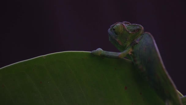 多肉植物のカメレオン、黒い背景映像 — ストック動画