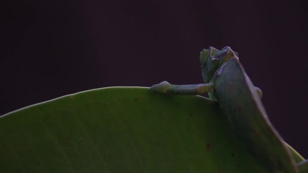 Kameleon na soczystej roślince, czarny materiał filmowy w tle — Wideo stockowe