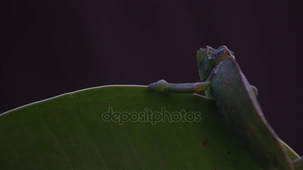 Camaleón sobre una suculenta planta, fondo negro — Vídeos de Stock