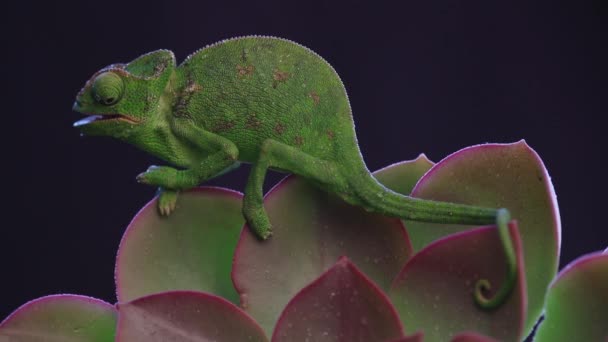 Kameleon op een sappige plant, zwarte achtergrond beelden — Stockvideo