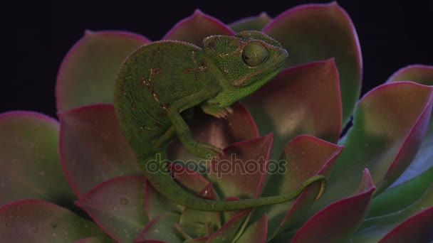 Kameleon na soczystej roślince, czarny materiał filmowy w tle — Wideo stockowe