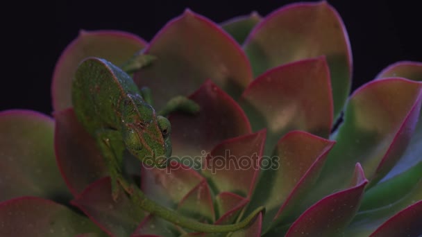 Chameleon on a succulent plant, black backdrop footage — Stock Video