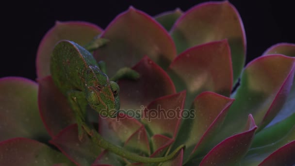 Kameleont på saftig växt, svart bakgrundsbild — Stockvideo