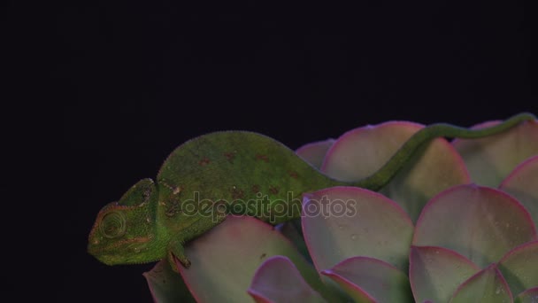 Chameleon on a succulent plant, black backdrop footage — Stock Video