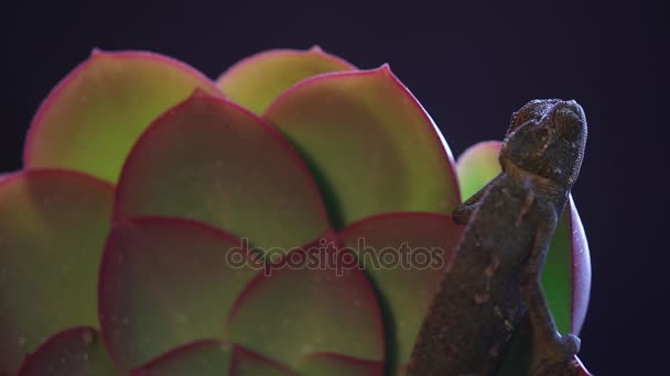 Camaleón sobre una suculenta planta, fondo negro — Vídeo de stock
