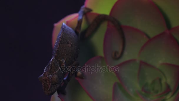Kameleont på saftig växt, svart bakgrundsbild — Stockvideo