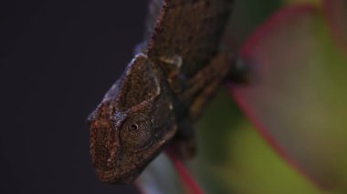 Bukalemun sulu bir bitki üzerinde, siyah arkaplan görüntüsü