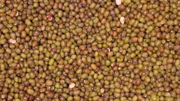 Acanthoscelides obtectus에 의해 감염 하는 녹색 그램 콩 작은 버그 — 비디오