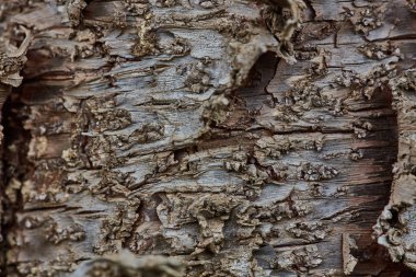 Sert ahşap kabuk yüzeyi aşırı makroyu kapatın