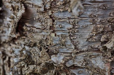 Sert ahşap kabuk yüzeyi aşırı makroyu kapatın