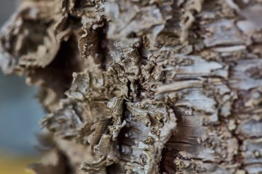 Sert ahşap kabuk yüzeyi aşırı makroyu kapatın