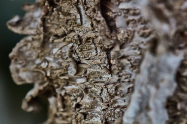 Sert ahşap kabuk yüzeyi aşırı makroyu kapatın