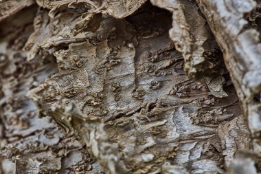 Sert ahşap kabuk yüzeyi aşırı makroyu kapatın