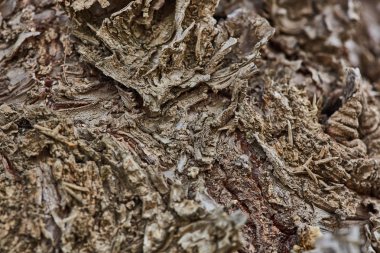 Sert ahşap kabuk yüzeyi aşırı makroyu kapatın