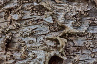 Sert ahşap kabuk yüzeyi aşırı makroyu kapatın