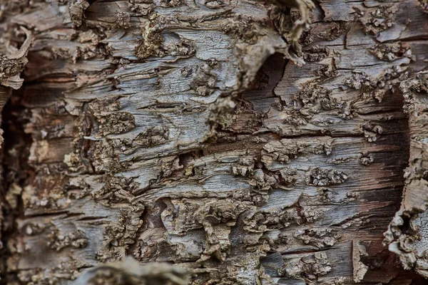 Sert ahşap kabuk yüzeyi aşırı makroyu kapatın