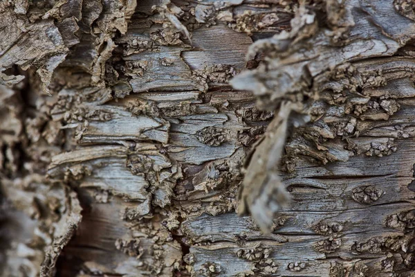 Sert ahşap kabuk yüzeyi aşırı makroyu kapatın