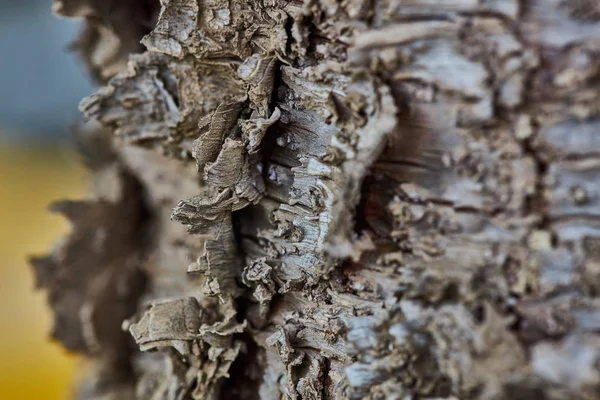 Груба поверхня дерев'яної кори крупним планом екстремальний макрос — стокове фото