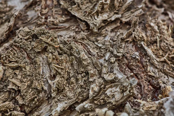 Rough wood bark surface close up extreme macro — Stock Photo, Image