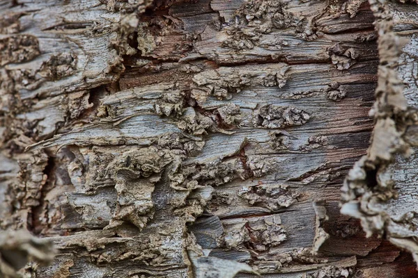 Superficie de la corteza rugosa de madera cerca de Macrofotografía extrema — Foto de Stock