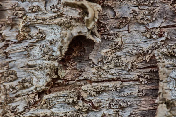 Rough wood bark surface close up extreme macro — Stock Photo, Image