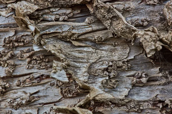 Superfície de casca de madeira áspera fechar macro extrema — Fotografia de Stock