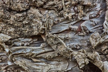 Sert ahşap kabuk yüzeyi aşırı makroyu kapatın