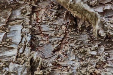 Sert ahşap kabuk yüzeyi aşırı makroyu kapatın