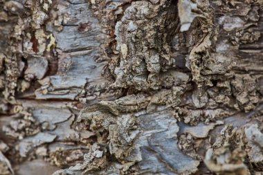 Sert ahşap kabuk yüzeyi aşırı makroyu kapatın