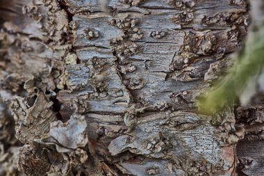 Sert ahşap kabuk yüzeyi aşırı makroyu kapatın