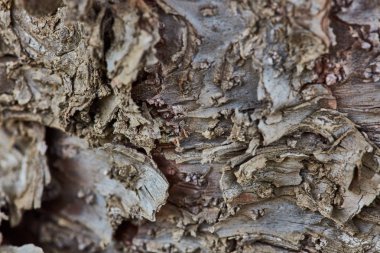 Sert ahşap kabuk yüzeyi aşırı makroyu kapatın