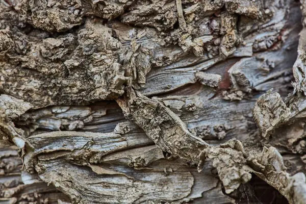 Sert ahşap kabuk yüzeyi aşırı makroyu kapatın