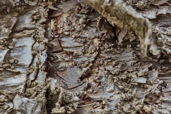 Sert ahşap kabuk yüzeyi aşırı makroyu kapatın