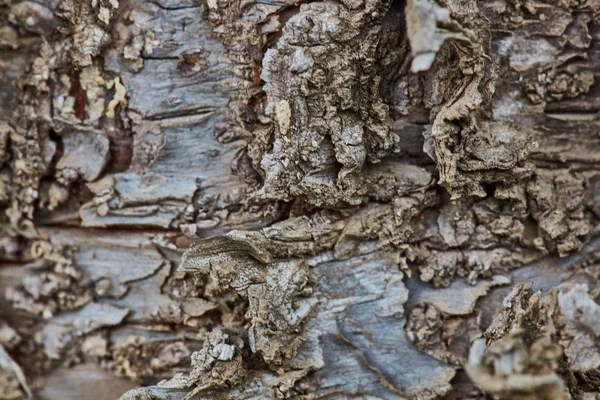 Sert ahşap kabuk yüzeyi aşırı makroyu kapatın