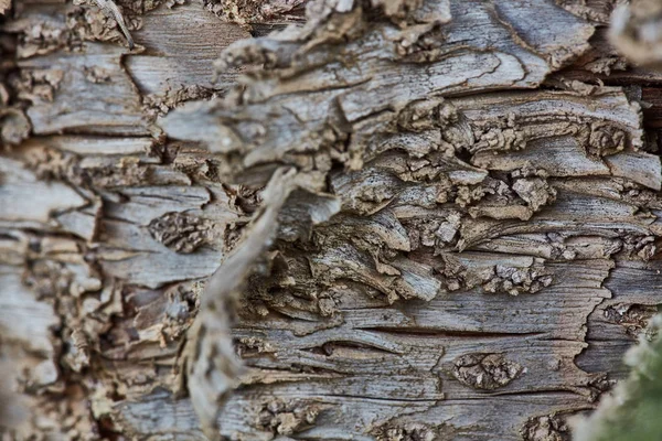 Sert ahşap kabuk yüzeyi aşırı makroyu kapatın