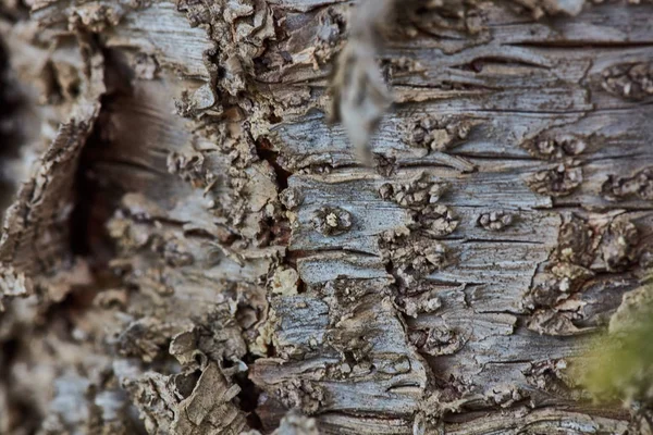 Rough wood bark surface close up extreme macro — Stock Photo, Image