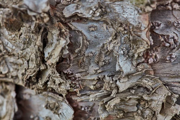 Sert ahşap kabuk yüzeyi aşırı makroyu kapatın