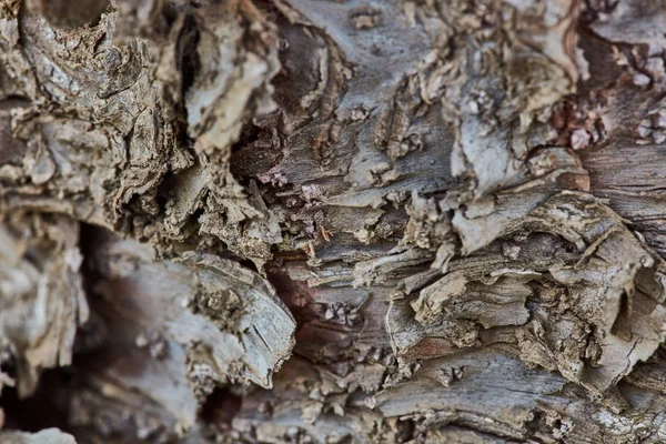 Sert ahşap kabuk yüzeyi aşırı makroyu kapatın