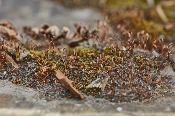 Сухий мох екстремальне макро фото крупним планом — стокове фото