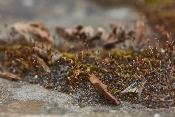 Сухий мох екстремальне макро фото крупним планом — стокове фото