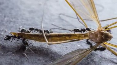 Ölü uçan böceklerle ilgilenen bir grup siyah karınca, zaman ayarlı 4k